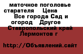 маточное поголовье старателя  › Цена ­ 3 700 - Все города Сад и огород » Другое   . Ставропольский край,Лермонтов г.